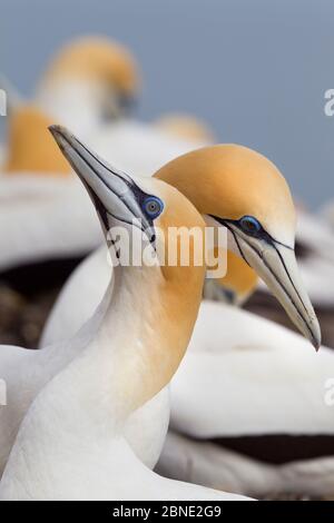 Australasian Gannet (Morus Serrator) Paar umwerben an ihrem Nest, Cape Kidnappers, Hawkes Bay, Neuseeland, November. Stockfoto