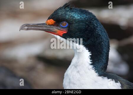 Chatham shag (Phalacrocorax onslowi) portrai, Matarakau, Main Chatham, Chatham Islands, Neuseeland, April. Stark gefährdete Arten. Stockfoto