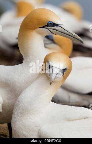 Australasian Gannet (Morus Serrator) Paar umwerben am Nest, Cape Kidnappers, Hawkes Bay, Neuseeland, November. Stockfoto