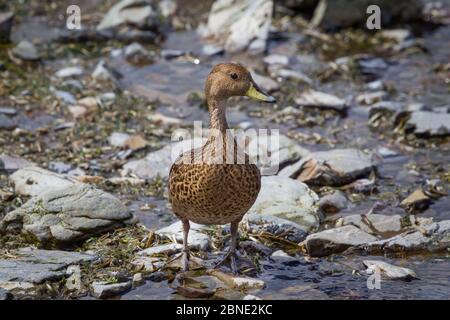 Gelbschnabelpintail / Südgeorgien-Pintail (Anas georgica georgica) in einem flachen Bach stehend, Salisbury Plain, Südgeorgien, Südatlantik, J Stockfoto