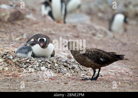 Gentoo Pinguin (Pygoscelis papua) in Kiesnest Verteidigung seines Küken vor dem Angriff durch eine braune Skua (Stercorarius antarcticus) Cuverville Island, Antarktis Stockfoto