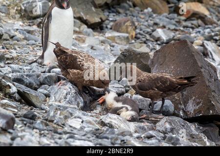 Zwei braune Skuas (Stercorarius antarcticus), die sich auf einem Gentoo-Pinguin (Pygoscelis papua)-Küken ernähren, während ein Erwachsener Livingston Island, South Shetl, beobachtet Stockfoto