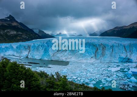Eiswand eines Gletschers mit einigen Eisstücken im Wasser vor einem Wald. Perito Moreno Gletscher in Argentinien Stockfoto