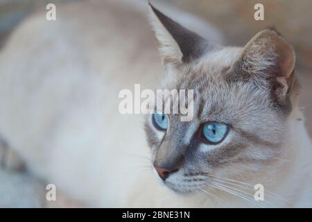 Katze portrait Stockfoto