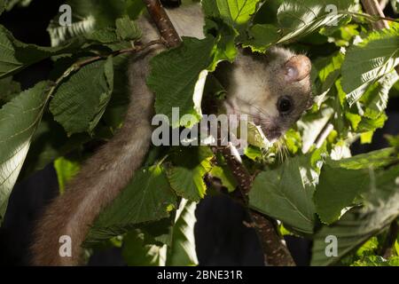 Fett / essbare Dormouse (Glis glis) Fütterung, auf Haselnuss-Zweig, gefangen, tritt in Europa, August. Stockfoto