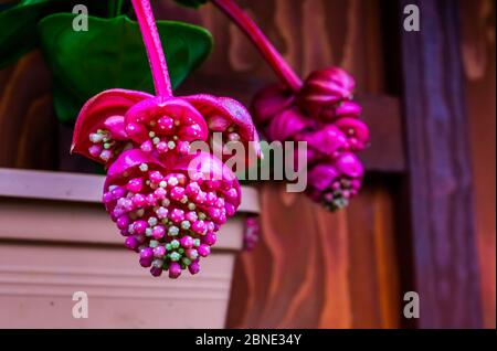 Die Blüten einer rosa Rose Traube in Makro Nahaufnahme, tropische Pflanzenarten von den philippinen, Asien Stockfoto