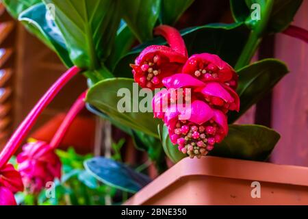 Makro Nahaufnahme der Blüten einer rosa Rose Traube, tropische Pflanzenart von den philippinen, Asien Stockfoto