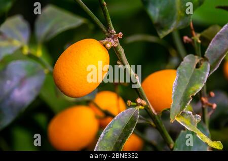 Makro Nahaufnahme einer fruchtigen Kumquat Pflanze, tropische Pflanzenart aus china, Asien Stockfoto