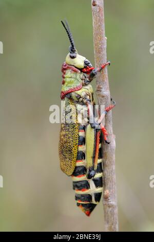 Milkweed Grashüpfer Nymphe (Phymateus viridipes) Imfolozi National Park, Südafrika Stockfoto