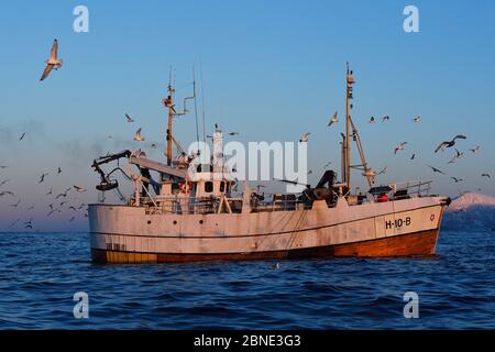 Möwen (Laridae), die um ein Fischerboot des Atlantischen Kabeljaus (Gadus morhua) kreisen, Senja, Troms County, Norwegen, Skandinavien, Januar 2015. Kabeljau ist attraktiv Stockfoto