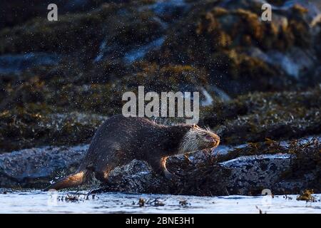 Europäischer Otter (Lutra lutra), der Wasser abschüttelt, Flatanger, Nord-Tröndelag, Norwegen, Februar. Stockfoto