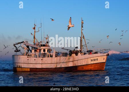 Möwen (Laridae) fliegen um Atlantischer Kabeljau (Gadus morhua) Fischerboot, Senja, Troms County, Norwegen, Skandinavien, Januar 2015. Kabeljau wird zu t angezogen Stockfoto