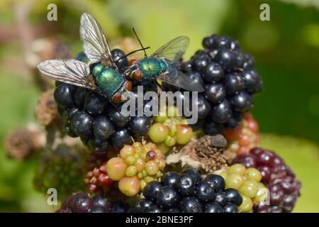 Zwei Greenbottles / Blasfliegen (Lucilia sp.) auf einer reifen Brombeere (Rubus plicatus), GWT Lower Woods Reserve, Gloucestershire, Großbritannien, Juli. Stockfoto