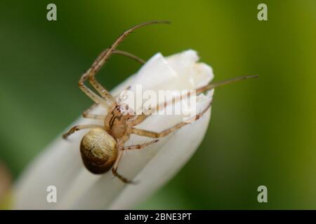 Kleine Gartenspinne / Herbstspinne (Metellina segmentata), Lacock, Wiltshire, UK, Oktober. Stockfoto