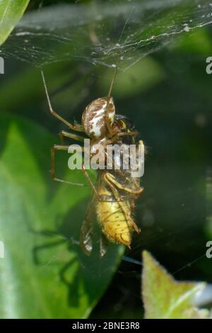 Gewöhnlicher Hängemattenweber / Europäische Hängemattenspinne (Linyphia triangularis) mit einer gewöhnlichen Wespe (Vespula vulgaris) hat sie sich in ihrem Netz unter Efeu verlassen gefangen Stockfoto