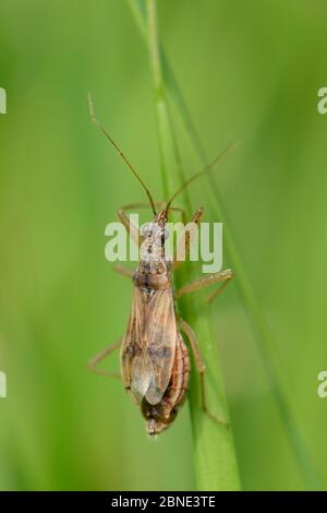 Gewöhnlicher Käfer (Nabis rugosus), der auf einer Wiese auf Grashalm nach Beute jagt, Cornwall, Großbritannien, Mai. Stockfoto