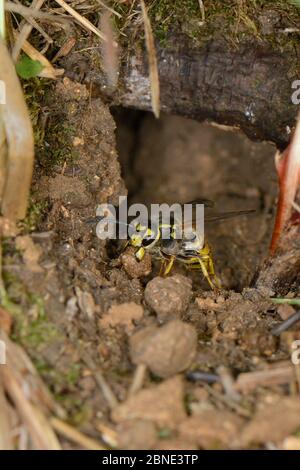 Deutsche / Europäische Wespe (Vespula germanica) Arbeiter Ausgraben eines Nesthohles, Wiltshire, Großbritannien, Juli. Stockfoto