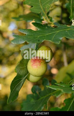 Kirschbällchen, die durch Gallwespe (Cynaps quercusfolii) auf Blättern von Pedunculate / englischer Eiche (Quercus robur), GWT Lower Woods Reserve, Gloucestershir verursacht werden Stockfoto