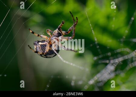 Weibliche Furchenweberin / Blattspinne (Larinioides cornutus), die ihr Netz in der Nähe eines Flussufers spinnt, Wiltshire, Großbritannien, Mai. Stockfoto