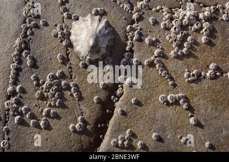 Seezunglimpet (Patella vulgata) und junge Eichelbarnakel (Semibalanus balanoides), die an Felsen am Meeresufer befestigt sind, im Norden Cornwalls, Großbritannien, September. Stockfoto