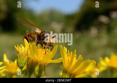 Parasitenfliege / Tachinidfliege (Tachina fera) ein Parasit von nächtlichen Motten, der sich an Ragwurmblüten (Senecio jacobaea) in einer Waldlichtung, GWT Low, ernährt Stockfoto