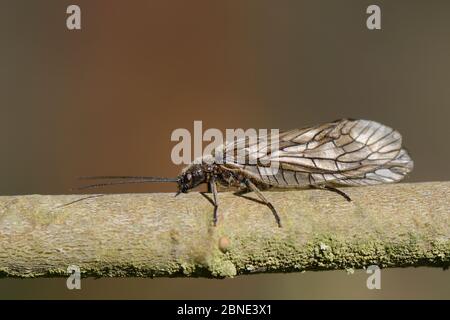 Erlenfliege (Sialis sp.) auf einem Weidenzweig am See, Wiltshire, Großbritannien, April. Stockfoto