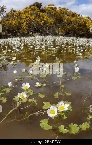 Fischaugenlinse Ansicht des Meerwasserkrautfußes (Ranunculus aquatilis), der in einem Teich blüht, der von Giersträuchern (Ulex europaeus) umsäumt wird, Brecon Beacons Stockfoto