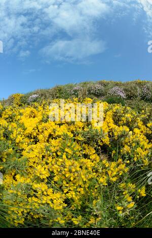 Giersbüsche (Ulex europaeus) und Meeresblüte (Armeria maritima) auf einer Klippe, Widemouth Bay, Cornwall, Großbritannien, Mai. Stockfoto