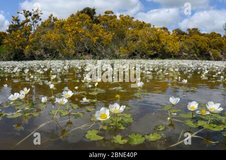 Fischaugenlinse Ansicht des Meerwasserkrautfußes (Ranunculus aquatilis), der in einem Teich blüht, der von Giersträuchern (Ulex europaeus) umsäumt wird, Brecon Beacons Stockfoto