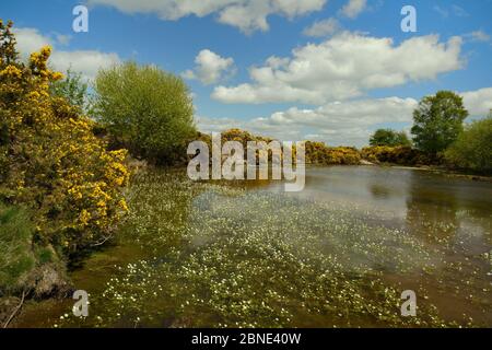 Gewöhnlicher Giersbüsche (Ulex europaeus), die einen Teich mit einer Masse blühender gewöhnlicher Wasserkrähfuß (Ranunculus aquatilis) umsäumten, Brecon Beacons National Pa Stockfoto