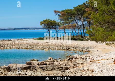 Der Kiesstrand mit Pinienwald in der Nähe von Pakostane in Dalmacija Stockfoto