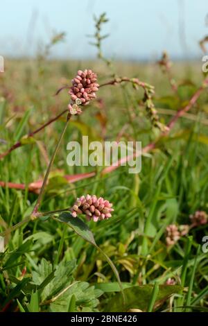 Gefleckte Marienkäfer (Persicaria maculata), blühend in feuchtem Grasland, Cornwall, UK, September. Stockfoto