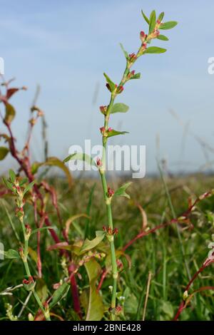 Knotergras (Polygonum aviculare) blühend in feuchtem Grasland, Cornwall, UK, September. Stockfoto