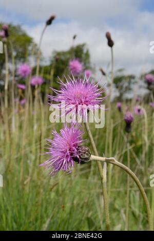 Wiese Disteln (Cirsium Dissectum) auf einer feuchten Culm Grünland Wiese, Devon, UK, Juni blühen. Stockfoto