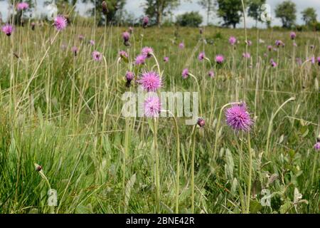 Wiese Disteln (Cirsium Dissectum) auf einer feuchten Culm Grünland Wiese, Devon, UK, Juni blühen. Stockfoto