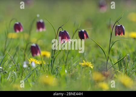 Schlangenkopf-Frieseln (Frieselaria meleagris), die in Graswiese unter Löwenzahn (Taraxacum officinale) im Morgensonne blühen, Clattinger Fa Stockfoto
