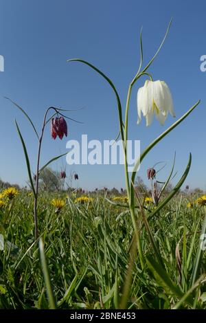 Weiß und lila Schlangenkopf Frieseleien (Fritillaria meleagris) und Löwenzahn (Taraxacum officinale) Blüte in Graswiese, Clattinger Farm, Stockfoto