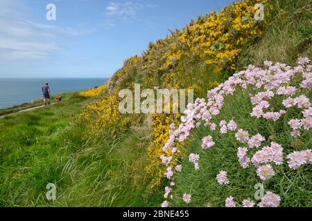 Meeresblüte (Armeria maritima) und Görsbüsche (Ulex europaeus), die an einer alten Wand neben einem Klippenpfad blühen, mit einem Mann, der einen Hund, Widem, geht Stockfoto