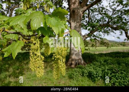 Platanusbaum (Acer pseudoplatanus), Wiltshire, Großbritannien, Mai. Stockfoto