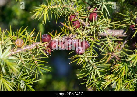 Nahaufnahme des Juniper (Juniperus)-Zweiges mit einer Frucht Stockfoto