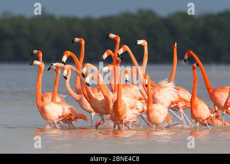 Amerikanische Flamingos (Phoenicopterus ruber) führen aufwendige marchähnliche Balzvorführungen durch, Celestun Biosphere Reserve, Yucutan, Mexiko. Februar. Stockfoto