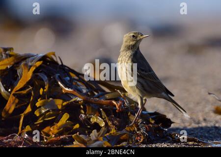 Steinpipit (Anthus petrosus), der bei Sonnenuntergang auf der Strandlinie nach Wirbellosen unter Algen auf der Strandlinie aufzieht, Cornwall, UK, September. Stockfoto