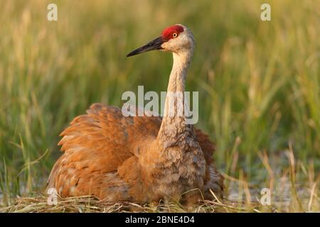 Sandhill-Kranich (Grus canadensis) brütende Küken auf einem Nest auf einer überfluteten Weide. Sublette County, Wyoming, USA, Mai. Stockfoto