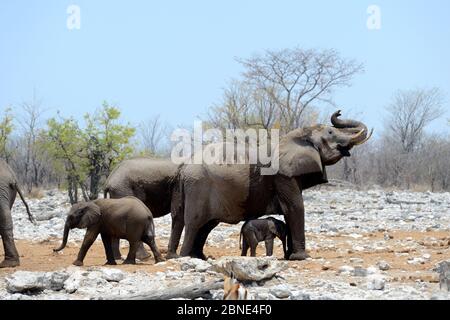 Afrikanischer Elefant (Loxodonta africana) sehr junges Kalb, das unter dem Schutz der Mutter im Wasserloch, Etosha Nationalpark, Namibia, Afrika, steht Stockfoto