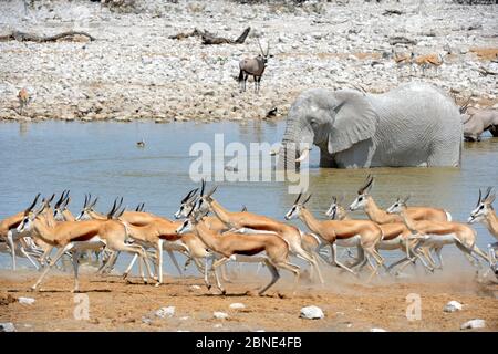 Springbok-Herde, die vor dem Wasserloch (Antidorcas marsupialis) mit afrikanischen Elefanten (Loxodonta africana) und Oryx (Oryx Gazella) im Hintergrund läuft Stockfoto