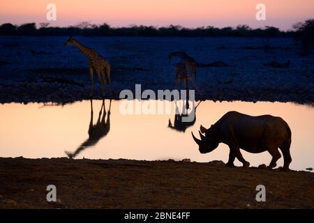 Angolanische Giraffen (Giraffa camelopardalis angolensis) und schwarzes Nashorn (Diceros bicornis), die sich bei Sonnenuntergang im Wasserloch spiegeln, Okaukuejo, Etosha Nati Stockfoto