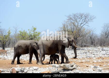 Afrikanischer Elefant (Loxodonta africana) sehr junges Kalb, das unter dem Schutz der Mutter im Wasserloch, Etosha Nationalpark, Namibia, Afrika, steht Stockfoto