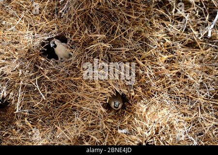 Gesellige Weberinnen (Philetairus socius), die aus ihren Nestern schauen, Nistkolonie im Baum, Etosha Nationalpark, Namibia, Afrika Stockfoto