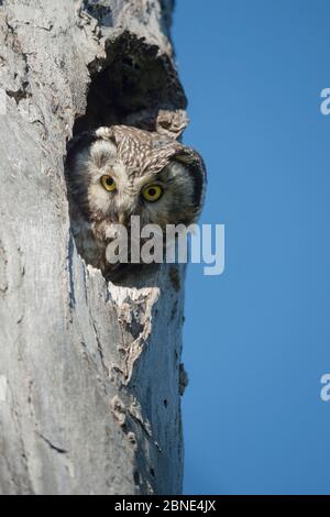 Tengmalms Eule (Aegolius funereus) Erwachsener schaut aus dem Nistloch im Baum. Finnland. Juni. Stockfoto