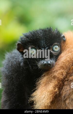 Blauäugig / Sclater's black Lemur (Eulemur flavifrons) Männchen neben Weibchen sitzend, gefangen, endemisch auf Madagaskar., kritisch gefährdet. Stockfoto